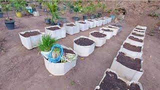 Plantei cebolinha em vasos