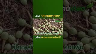 ถ้าไม่สะสมอาหาร ทุเรียนจะออกดอกหรือไม่?#ฅนเกษตร #เกษตร #ปลูกพืช #ปลูกทุเรียน  #ดอกทุเรียน