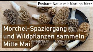 Morchelrausch im Auenwald: Sammeltipps, Wildkräuter & giftige Verwechslungspflanzen des Bärlauch