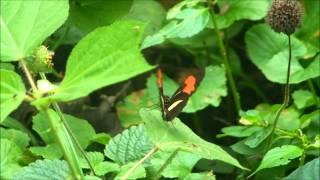 Borboleta castanha-vermelha - Heliconius erato phyllis (Heliconiinae: Heliconiini)