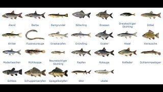 Fish species in Germany part 2 of 3 non- predatory fish / Friedfisch