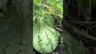 ITS A WATERMELON #watermelon #homegrown #plants #fruit #garden