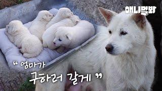 사람 손에 빼앗긴 새끼 7마리… 나머지 새끼를 살리기 위해 백구가 한 일ㅣTo rescue the babies, the dog did this