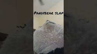 Panda slap