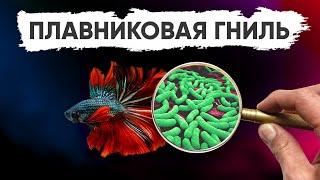 Болезни аквариумных рыб: плавниковая гниль