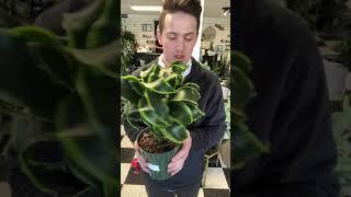 Dracaena Dorado Care