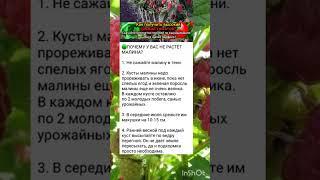 почему малина растёт плохо?