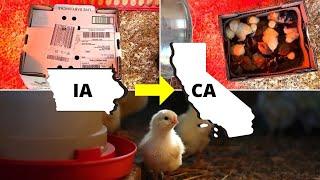How to Transition Chicks to the Brooder