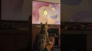 Sparkles the Kitten & me watching "The Lion King"