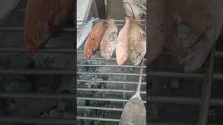 #short Macam macam ikan bakar