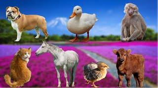 Familiar Animals - Cats, Chickens, Dogs, Goats,Fish, Cows- Animal Sounds