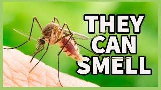 The SURPRISING Truth of the DEADLIEST INSECT