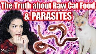 Will raw cat food give my cat PARASITES?!  The truth about the risks!