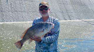 How to remove the otoliths (lucky stones) from a freshwater drum.