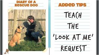 Teach your dog the 'look at me' request - Diary of a rescue dog - added tips