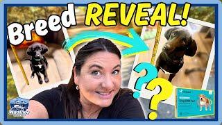 Breed Reveal! DNA Testing Our Dogs: Laurel’s Mystery Breed(s)…and is Willie ALL Heeler?