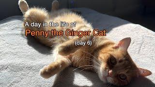 A Day in the Life of Penny the Ginger Cat - Day 6