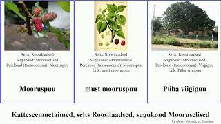 Katteseemnetaimed, selts Roosilaadsed, sugukond Mooruselised viigipuu angiosperms mooruspuu Trail