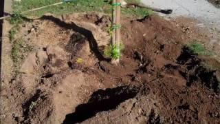 (113) Planting a tree where there was a stump from another tree