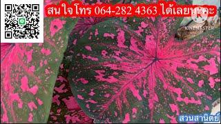 Ep.1006️บอนสีสวยๆ มาแล้วโทร064-2824363 #บอนสี #plants #บอนสีโบราณ