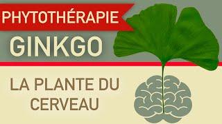 Le ginkgo biloba, la plante du cerveau !