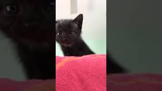 Shadow the Puff ball kitten meowing #cat #kitten #meow 