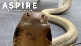 ASPIRE The King Cobra