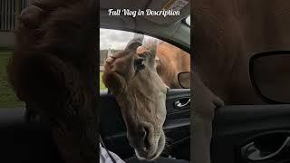 How Not To Feed An Animal | West Midlands Safari Park | #safaripark #westmidlandssafaripark