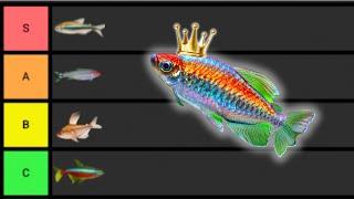 Ranking the BEST Tetras...