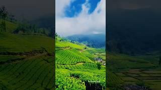 God’s Own Country #kerala #munnar #india #nature #travel #fyp #youtube