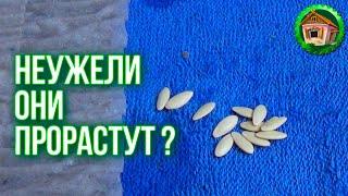 Семена прорастут в 100 раз быстрее. Сортовые Семена по Московскому Методу. 63 серия