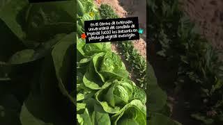 Cultivo de la lechuga en el condado de Imperial