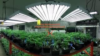 360° Video - Colorado Harvest Company Grow House