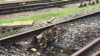 She pretended to drink water, then bravely led us to save her 10 precious puppies! 