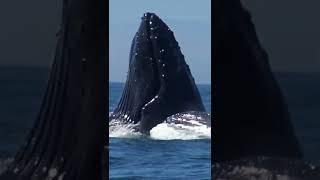 Hungry #whale #montereybay #wildlifephotography #wildlife #whalewatching #mosslanding #drone #funny