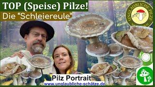 Schleiereulen! Pilzportrait des Speisepilzes - der "Blaugestiefelte Schleimkopf " Pilze Oktober 2024