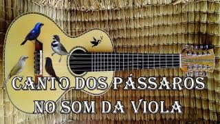 Canto de pássaros ao som da viola