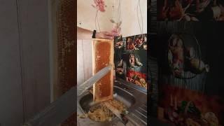 качаем весенний мёд .сезон 2024 открыт. #bee #beekeeper #пчеловодство #beekeeping #пчёлы #мёд #honey