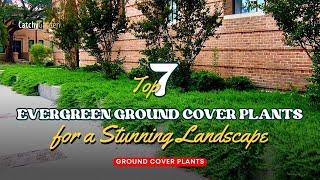 7 Must Have Evergreen Ground Cover Plants for a Stunning Landscape  // Gardening Ideas