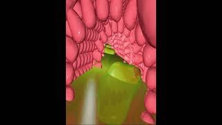 Digestive system- small intestine villi 2 (3D Animation)