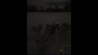 В деревне лучше чем в городе? Родная деревня.В поле ночью.Дикие козы. Под Луной.