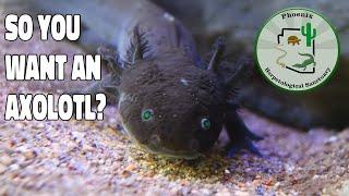 Watch this before you buy an Axolotl!