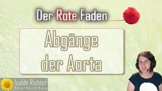 Abgänge der Aorta – Der rote Faden mit Andrea