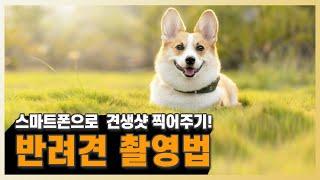 사진작가가 알려주는 핵쉬운 반려견 촬영법