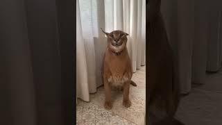 каракал, но не Шлёпа( #meme #мем #мемы #shorts #cat #memes