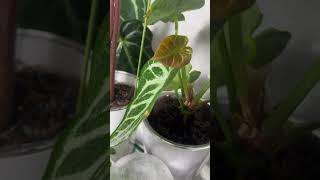 Моя теплица #plants #garden #бегония #растения #теплица #plantlover #хобби