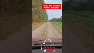 Милое видео дня. В Брестской области встретить зубра становится обыденностью #zubr #bison #зубр #топ