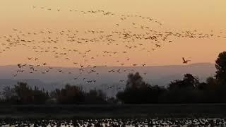 Geese in Rice Country