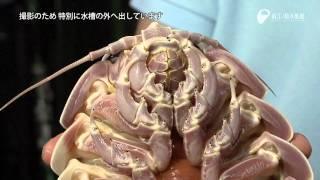 巨大深海生物ダイオウグソクムシ - Giant isopod which lives in the deep sea