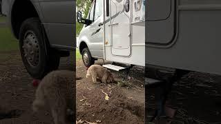 Motorhome with A Puppy  #cavoodle #doglovers